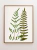 Fern Print Set, Fern Prints set of 6 or 8 fern prints | Prints by Capricorn Press. Item composed of paper in boho or country & farmhouse style