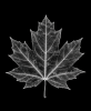 EXPOSED AUTUMN — MAPLE LEAF | Decorative Objects by Exposedart