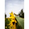 Photograph • Sunflowers, Grasshopper, Insects, Nature | Photography by Honeycomb. Item composed of metal and paper