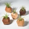 GEORGIA Bundle Set of Five Geometric Wood Air Plant Holder | Living Wall in Plants & Landscape by Untitled_Co