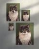 Judgmental Tuxedo Cat Art Print, Funny Side Eye Wall Art, Giclée Paper Painting | Prints in Paintings by The Ugly Cat Studio