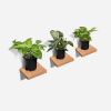 Chopped Plant Shelf | Plant Hanger in Plants & Landscape by Formr. Item made of wood