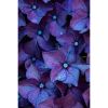 Photograph • Purple Hydrangeas, Floral, Raindrops, Macro | Photography by Honeycomb. Item made of metal & paper