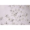 AM8832 Windfall Round | Chandeliers by Alan M