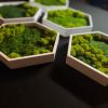Honeycomb Hexagon Moss Wall Art | Wall Hangings by Moss Art Installations