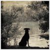 Waiting for you - (dog) | Photography by Louise O'Gorman