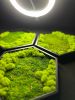 Honeycomb Hexagon Moss Wall Art | Wall Hangings by Moss Art Installations