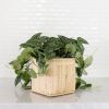 6" Satin Pothos + Planter Basket | Vases & Vessels by NEEPA HUT. Item composed of fiber