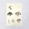 Vintage Pressed Botanical #14 | Pressing in Art & Wall Decor by Farmhaus + Co.