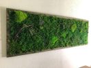 Office Wall Art Living Walls Indoor, Preserved Moss Therapy | Plants & Landscape by Sarah Montgomery