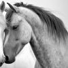 American Dream - Horizontal | Prints by Western Mavrik