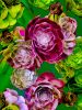 Santa Monica Succulents Photomontage- 4 Versions | Photography by Joanie Landau