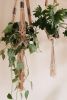 Summer Goals Plant Hanger - Premade! | Plants & Landscape by Modern Macramé by Emily Katz. Item made of cotton with leather