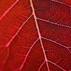 Crimson Vein — Abstract Botanical Photography Print | Photography by Ava Bock Art