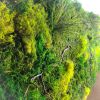Living Moss Wall Art Dimensional Painting, Moss and Fern | Living Wall in Plants & Landscape by Sarah Montgomery
