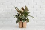 6" Tineke Rubber Plant + Basket | Planter in Vases & Vessels by NEEPA HUT. Item made of wood