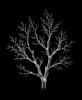 EXPOSED AUTUMN — BARE BRANCH | Decorative Objects by Exposedart