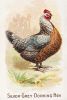 Vintage Hen Rooster Art, Vintage Chicken Art, Vintage | Prints by Capricorn Press. Item composed of paper in boho or minimalism style