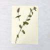 Vintage Pressed Botanical #13 | Pressing in Art & Wall Decor by Farmhaus + Co.