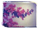 Ecuador Flowers | Photography by She Hit Pause. Item composed of paper