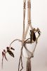 Beginner Plant Hanger - Premade! | Plants & Landscape by Modern Macramé by Emily Katz. Item composed of cotton