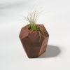 GEORGIA Walnut Air Plant Holder | Planter in Vases & Vessels by Untitled_Co
