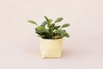 6" Marble Peperomia + Basket | Planter in Vases & Vessels by NEEPA HUT. Item made of wood