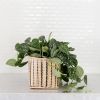 6" Satin Pothos + Planter Basket | Vases & Vessels by NEEPA HUT. Item composed of fiber