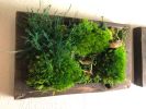 Framed Moss Wall Art Set Botanical Living Walls Sculpture | Plants & Landscape by Sarah Montgomery