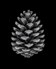 EXPOSED AUTUMN — PINECONE | Decorative Objects by Exposedart