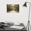 Live Oak Trees and Spanish Moss Roadway Rustic Farmhouse Art | Photography by PIPA Designs