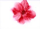 crimson drift| abstract original art | Watercolor Painting in Paintings by Megan Spindler