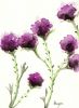 Milk Thistle | Prints by Brazen Edwards Artist. Item composed of canvas and paper