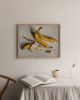 Bananas | Prints by Catherine H