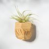 GEORGIA Pine Air Plant Holder | Planter in Vases & Vessels by Untitled_Co