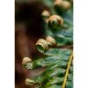 Photograph • Ferns, PNW, Oregon, Forest, Macro Photography | Photography by Honeycomb. Item made of metal & paper