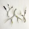 Antler Accent - Wire Wrapped | Ornament in Decorative Objects by Farmhaus + Co.. Item composed of wood & brass