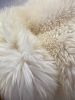 Double Sheepskin in Golden White (One-of-a-Kind) | Area Rug in Rugs by East Perry. Item made of fiber