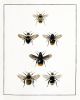 Bee Print, Bee Wall Art, English Cottage Decor, Cottagecore | Prints by Capricorn Press. Item composed of paper in boho or minimalism style