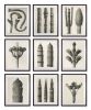 Set of 9 botanical prints by Karl Blossfeldt | Photography by Capricorn Press. Item made of paper works with boho & minimalism style
