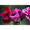 Photograph • Pink Ranunculus, Floral, Macro | Prints by Honeycomb. Item composed of metal and paper