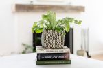 6" Bird's Nest Fern + Basket | Planter in Vases & Vessels by NEEPA HUT. Item composed of wood