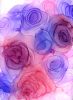 blushing blooms |  fine art print | Prints in Paintings by Megan Spindler