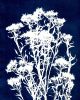 Colorado Alpine Flower One | Prints by Kathy Ferguson Art
