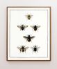 Bee Print, Bee Wall Art, English Cottage Decor, Cottagecore | Prints by Capricorn Press. Item composed of paper in boho or minimalism style