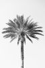 Minimalist black and white 'Palm Tree' photography print | Photography by PappasBland. Item made of paper works with minimalism & contemporary style