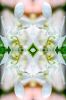 Commission using Bridal Bouquet, photographic design | Photography by Kate Wilson Fine Art. Item composed of paper