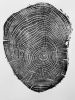 New Haven Connecticut Ash | Prints by Erik Linton. Item composed of paper in rustic style