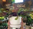 Round Two by LBE Design | Planter in Vases & Vessels by LBE Design | ReRoot in Denver. Item made of ceramic