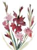 Gladiolus No. 2 : Original Watercolor Painting | Paintings by Elizabeth Beckerlily bouquet. Item made of paper works with boho & minimalism style